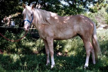 SEARCHING FOR HORSE Eve, $2000 REWARD Near Nampa, ID, 83703